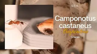 🪵 Camponotus castaneus: la hormiga carpintera castaña de Norteamérica