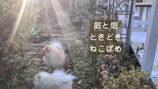 庭と畑ときどきねこぽめ　冬の防風DIY　冬休みは大切