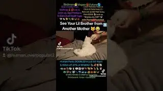 CAT Scared of Cute Pet RAT 😂