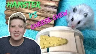 HAMSTER PLAYTIME ft. MR. FLUFFYBUTT