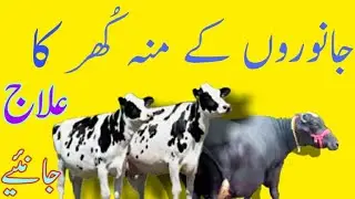 جانوروں میں منہ کھر کی بیماری ارو اسکا علاج |