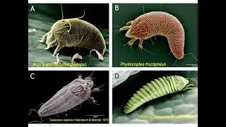2023 Sustainable Roses Meeting - Overview on Eriophyid Mite Vectors of RRD