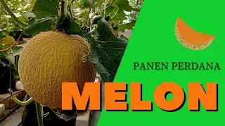 Sensasi Panen Melon