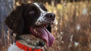 AMAZING PHEASANT HUNT with Gundogs in South Carolina! Quail too!!