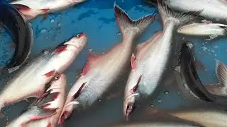 जिंदगी प्रेयसी 🐟🐟😮😮₹100kg