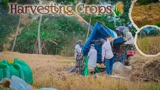 Harvesting crops🌾🍃අස්වනු නෙලීම #harvesting #village #nature #delicious #farming #crops #tractor