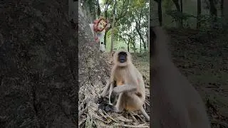 🐯 Tiger Mask ne Langur ko dara diya! 😱 | Funny Jungle Prank | #shorts #funnyvideo #animalshorts