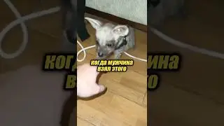 Мужчина думал, что приютил простого щенка 🐶😅 #животные #милыеживотные