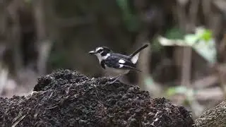 Black-Sided Robin (Poecilodryas hypoleuca) @ Jayapura, West Papua