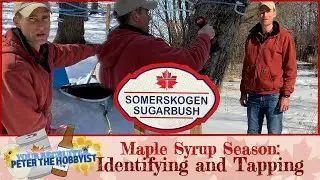 Identifying and tapping the right Maple trees with Peter the Hobbyist - Atlas Daily 758