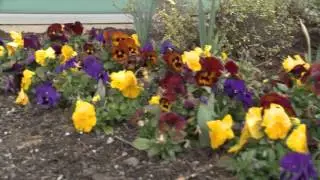 Pansy Fertilizer Experiment - This Week in the Garden