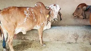  સ્વામિનારાયણ મંદિર ગઢડા ગીર ગાયુ