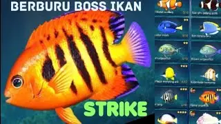 Berburu BOSS ikan di laut Mauritius Fishing Hook #mancing #fishing #fishinghook