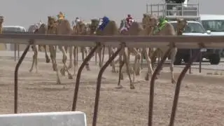 Camel Races in Qatar