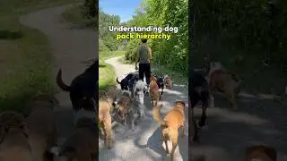Понимание иерархии стаи 🦮🐾 #дрессировкасобак #дрессировщиксобак #стаясобак