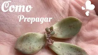 Como Propagar suculentas por hoja| once upon a succulent| #minisuculenta#suculenta#reproducir#bebe