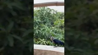 Beautiful Crow #crow #shortsvideo #viralvideo