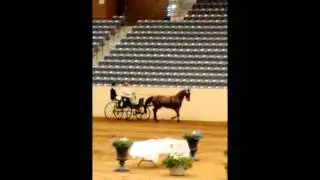 CAA Reinsmanship