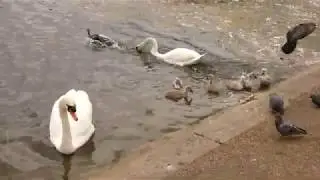 Mute Swan protecting her cygnets