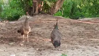 jungle ke mor ki ladai