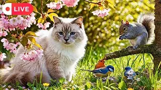 Cat TV ~ Autumn Calm 🍂 Birds 🕊️ and Squirrels 🐿️ Gentle Nature Relaxation for Cats 🐱 6 Hours