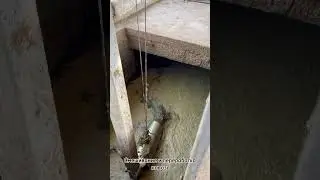 Системы навозоудаления для молочно-товарных ферм 🐄💩