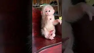 #babymonkey #david #monkey #babymonkeydavid #funnymonkey #cute #animals  #shorts
