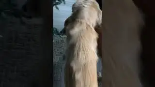 Flea simple sponge bath instruction - 3 dog comparison