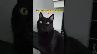 Ну какой же красивый 😻 #cat #кот #shorts #youtube #youtubeshorts #salem