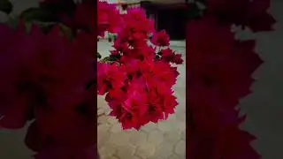 subscribe for more Nature videos 🌹🥀🌺🌷🪷🌸💮🪾🌲