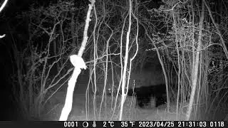 Barred Owl -- PRHS Culvert Cam -- April, 2023