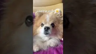Warning ⚠️ Shocking Secret Revealed 😳 #dog #pomeranian #shorts