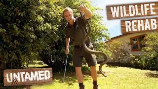 Top 5 Australia's Wild Animal Rescues | Untamed