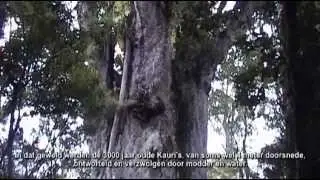 TreeTrunkTables; Swamp Kauri Wood (HQ)