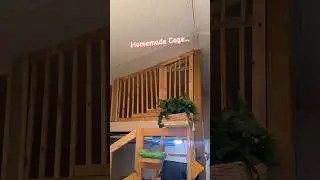 Monkey Crib🐒 #capuchin #cage #homeimprovement  #home  #diy #monkey #capenter #build #wood #work