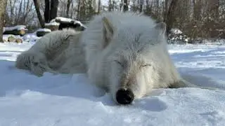 Gray Wolf Nikai Enjoys a Peaceful Winter Nap