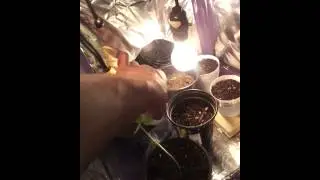 update new marijuana growth