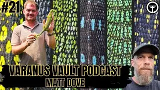 Successfully Breeding Mangrove Monitors In The USA | Varanus Vault Podcast Live
