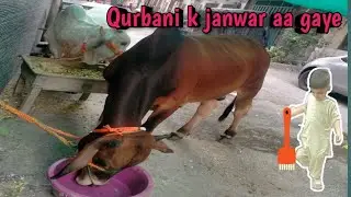 Qurbani k liye behans aa gai || Ibrahim ki mastiyan