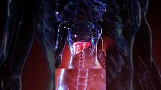 Part 4: Body Nutrition and Digestion #fyp #shorts #education #science #humanbody #anatomy #trending