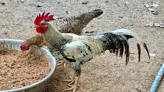 Mixed Feeding for Healthy Farm Animals 🐔🦆🪿 | Balanced Nutrition for Ducks, Chickens & Geese