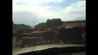 Cows crossing road in Moldova