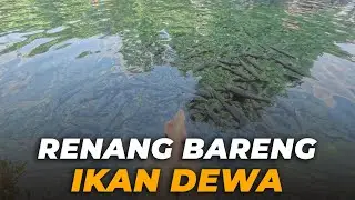 Berenang di Kolam Sakral! Ketemu Ikan Dewa Cibulan | Wisata Alam Kuningan