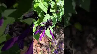 A Backyard Wildlife Habitat