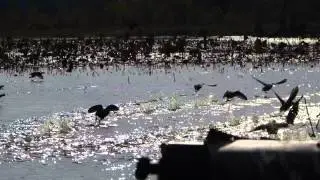 Coots Running from Boat