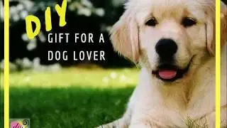 DIY gift for dog lovers