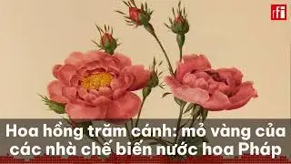 Hoa hồng Centifolia : mỏ vàng của các nhà chế biến nước hoa Pháp