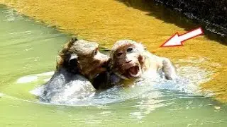 OMG! Sweet Pea Cries Best Friend Jack Bites His Ear In Swimming Pool.