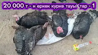 01.02.2026.Сарыағаш.Жібек жолы құс базары.Тауықтар,курке тауықтар,қаздар,уйректер,индоуткалар,кептер