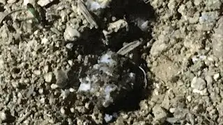 Ants feed on fat at night